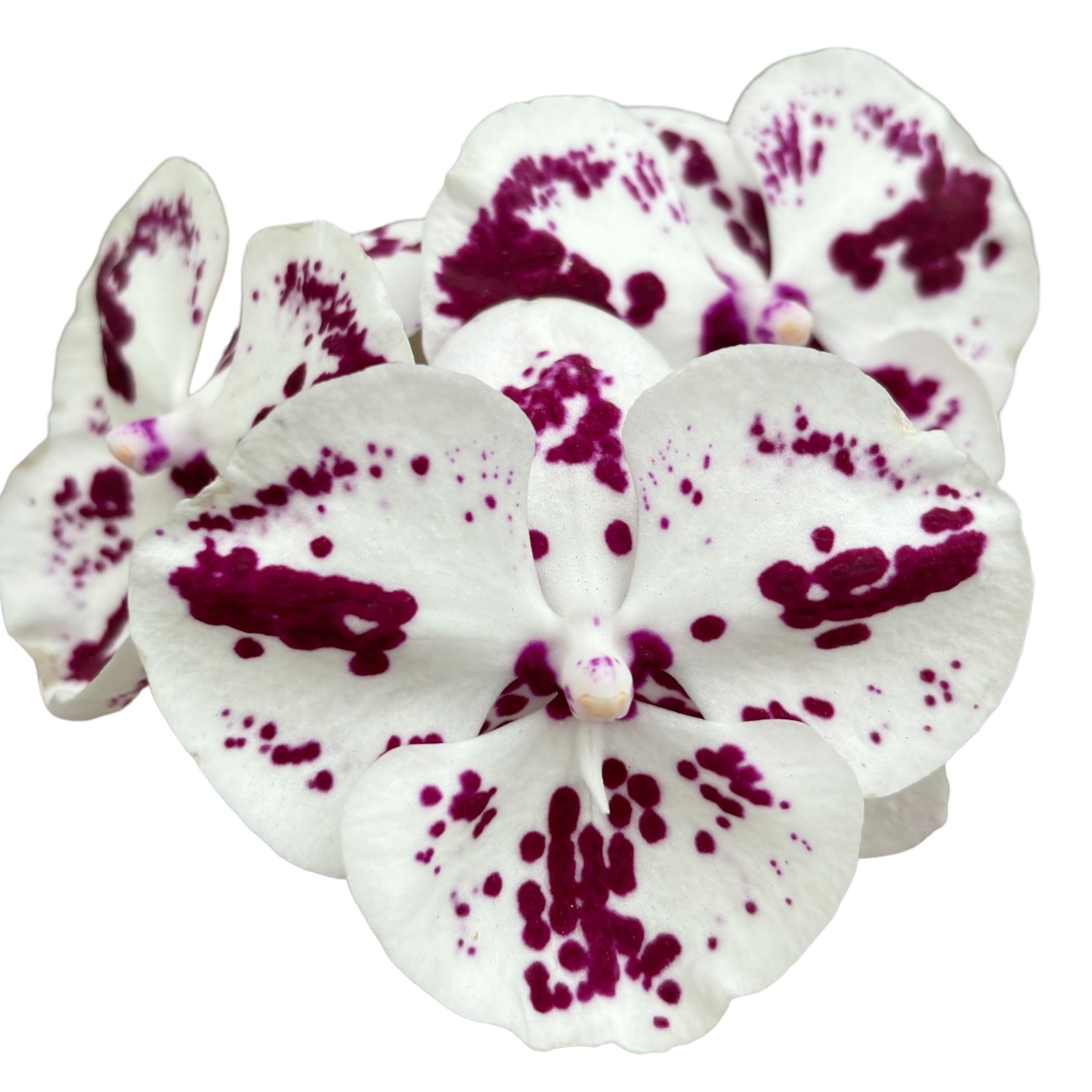 Phalaenopsis Lioulin R Lip '1274'