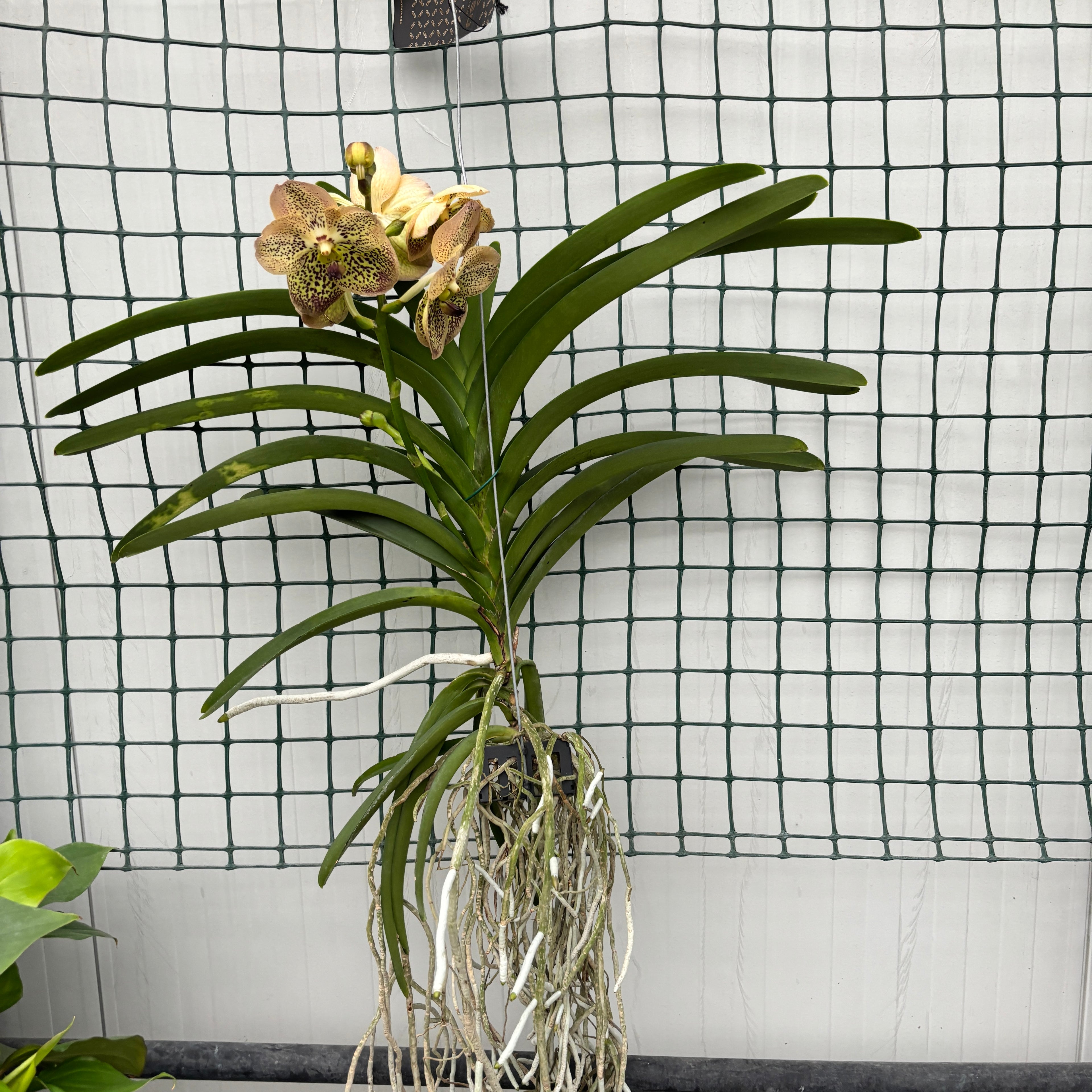 Vanda Sahara Spots (ANSU)