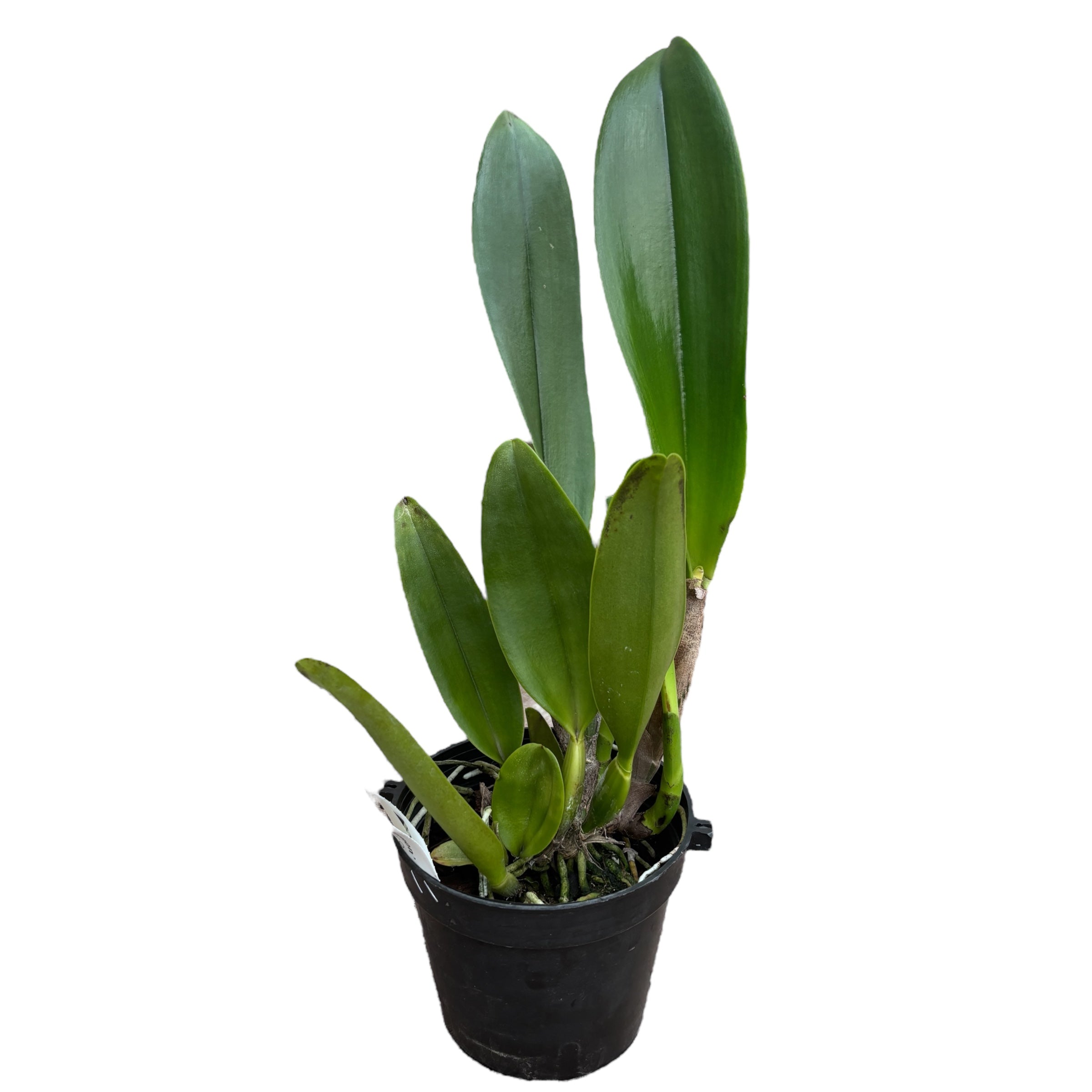 Rlc. Focus Taiwan 'Persimmon'