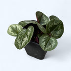 Cyclamen coum ‘Feuille marbrée rose clair'