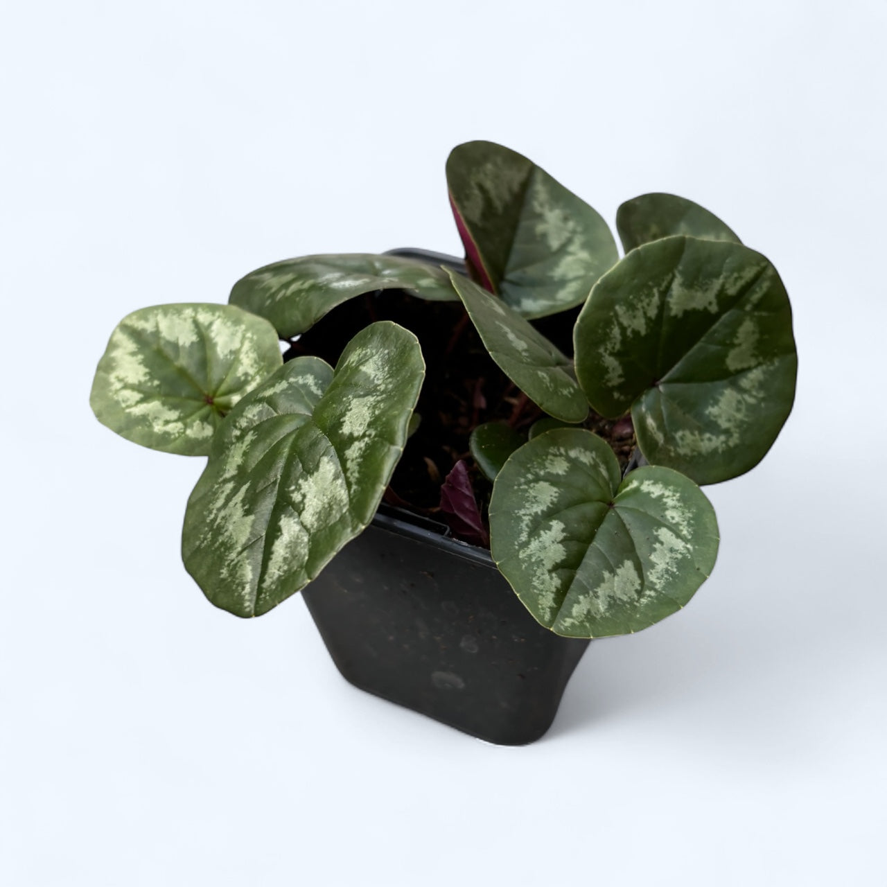 Cyclamen coum ‘ Light rose marbled leaf'