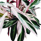 Calathea Triostar (Stromanthe Sanguinea Triostar) D19