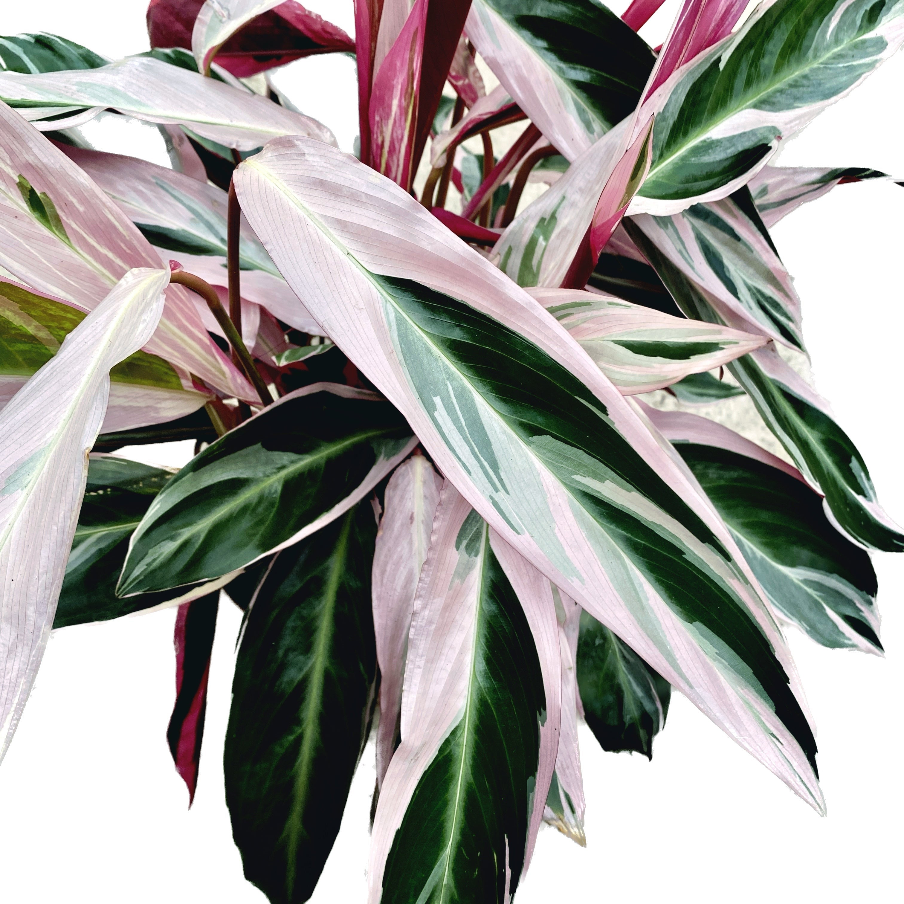 Calathea Triostar (Stromanthe Sanguinea Triostar) D19