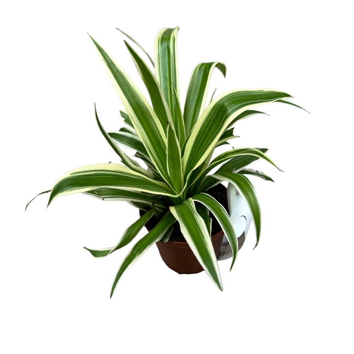 Chlorophytum Ocean (babyplant) - planta paianjan