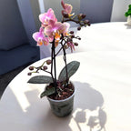 Phalaenopsis Aromio Oriental intenzivno mirisni cvjetovi