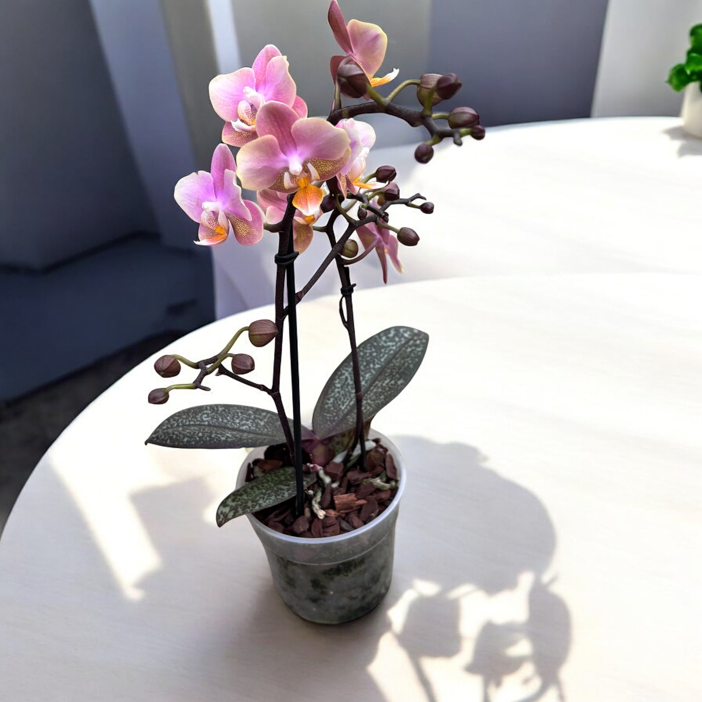 Phalaenopsis Aromio Oriental intensiv duftende Blüten