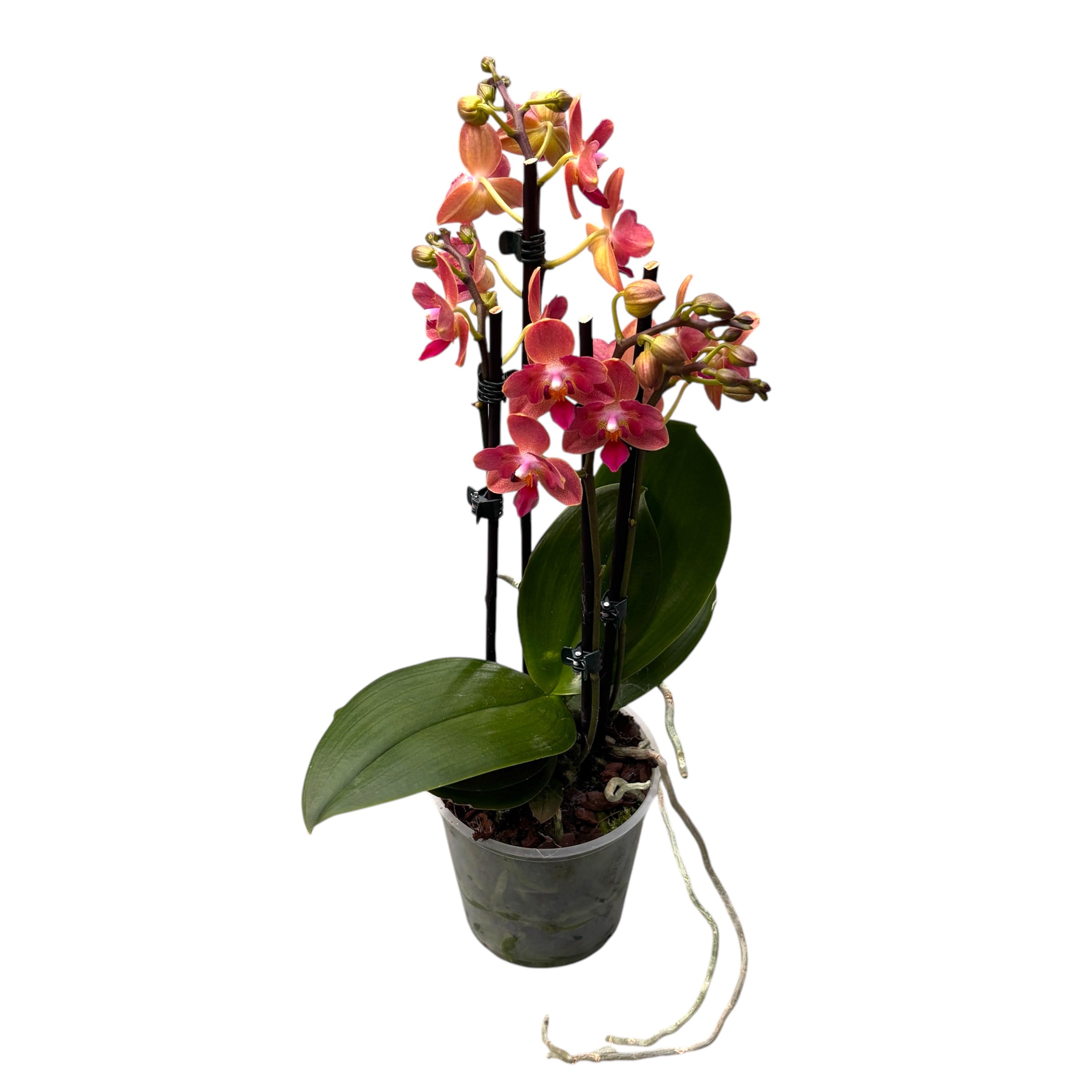 Phalaenopsis Alice - duftend & pelorisch