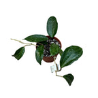 Hoya clandestina 'Pink'