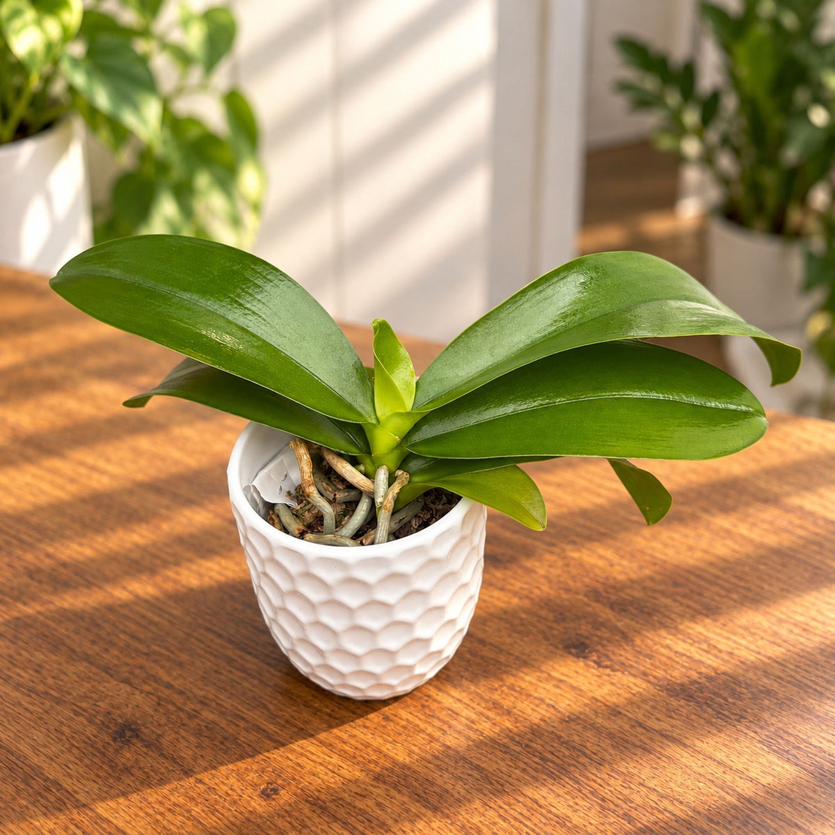 Phalaenopsis Charm Kitty (KS Pulchebell × violacea indigo)