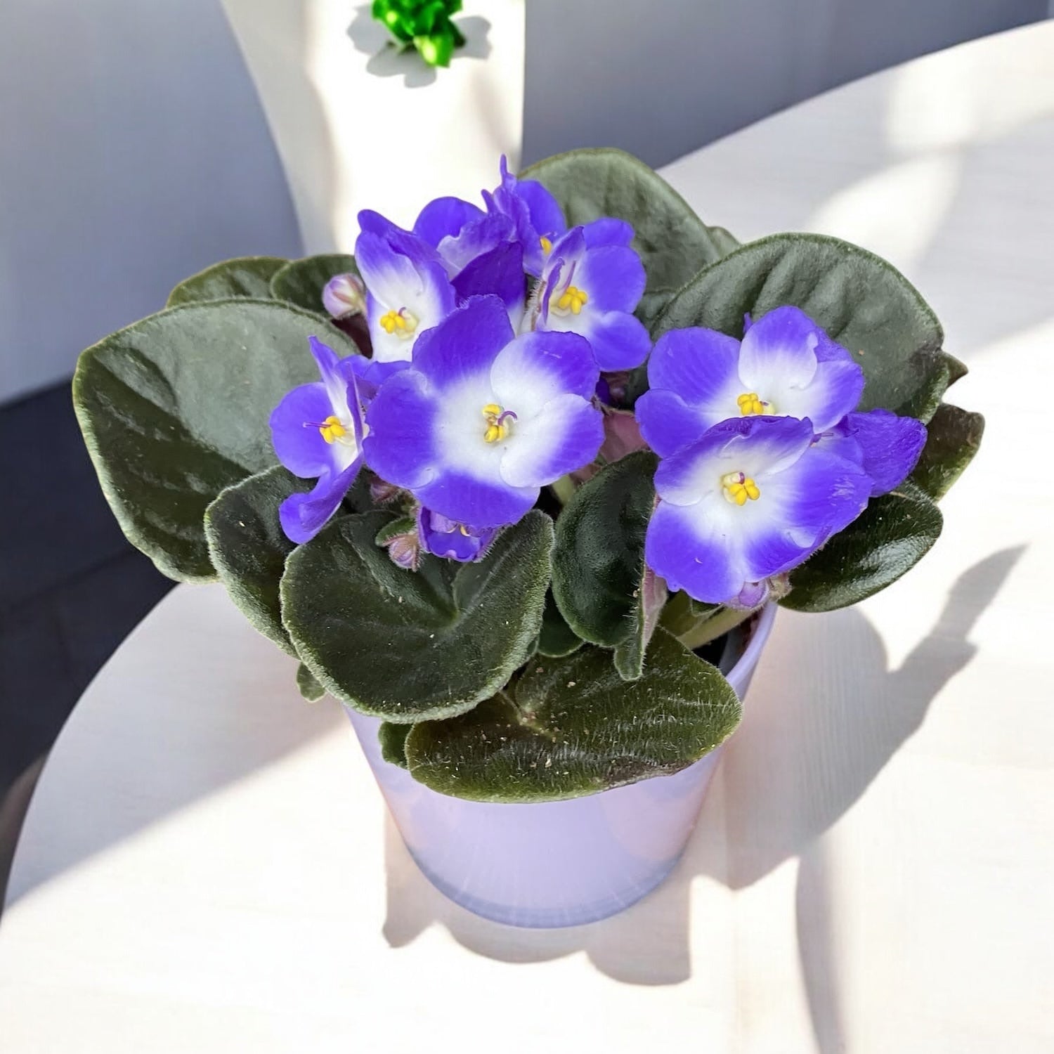 Saintpaulia Voila Blue - violete bicolore