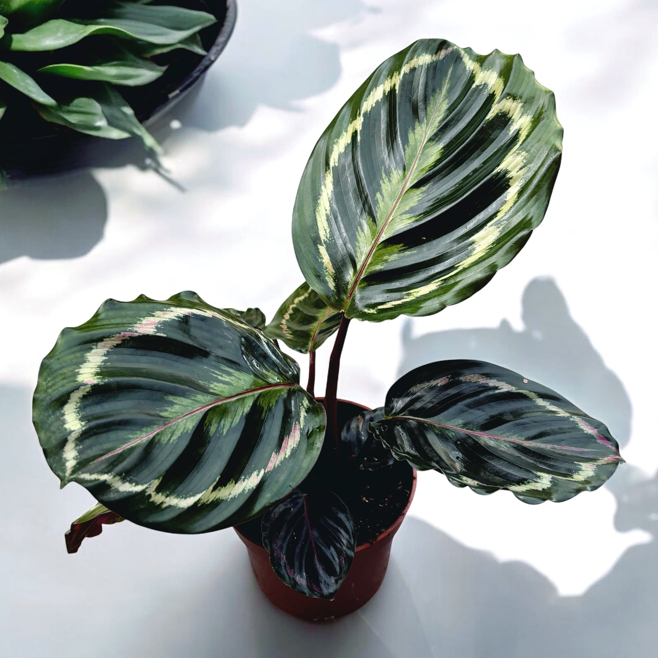 Calathea Medallion - planta paun
