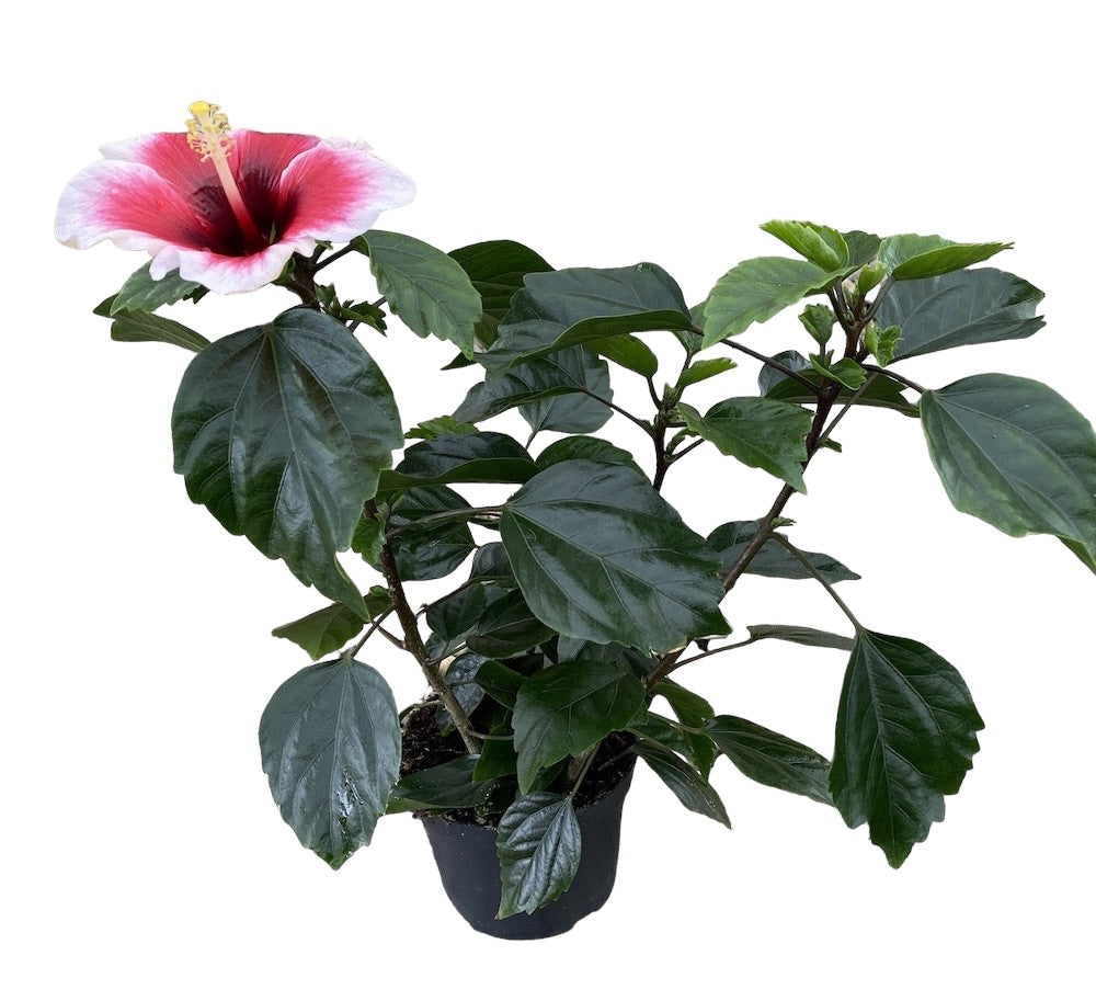 Hibisco Hawaii 'Long Life' Sueño Rosa - flores XL 2pp