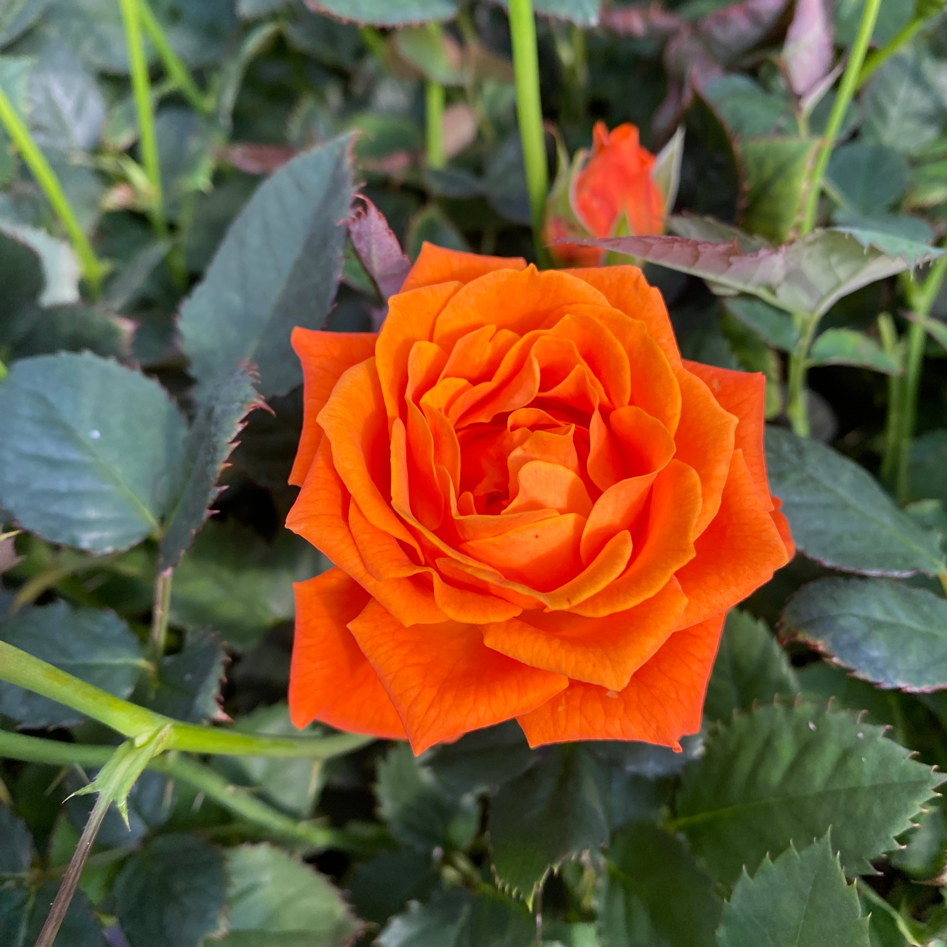 Trandafiri pitici portocalii de gradina - Rosa 'Lotz of Salmon' (3 plante/ghiveci)