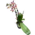 Phalaenopsis Bronze Maiden (schilleriana × mannii 'Black')