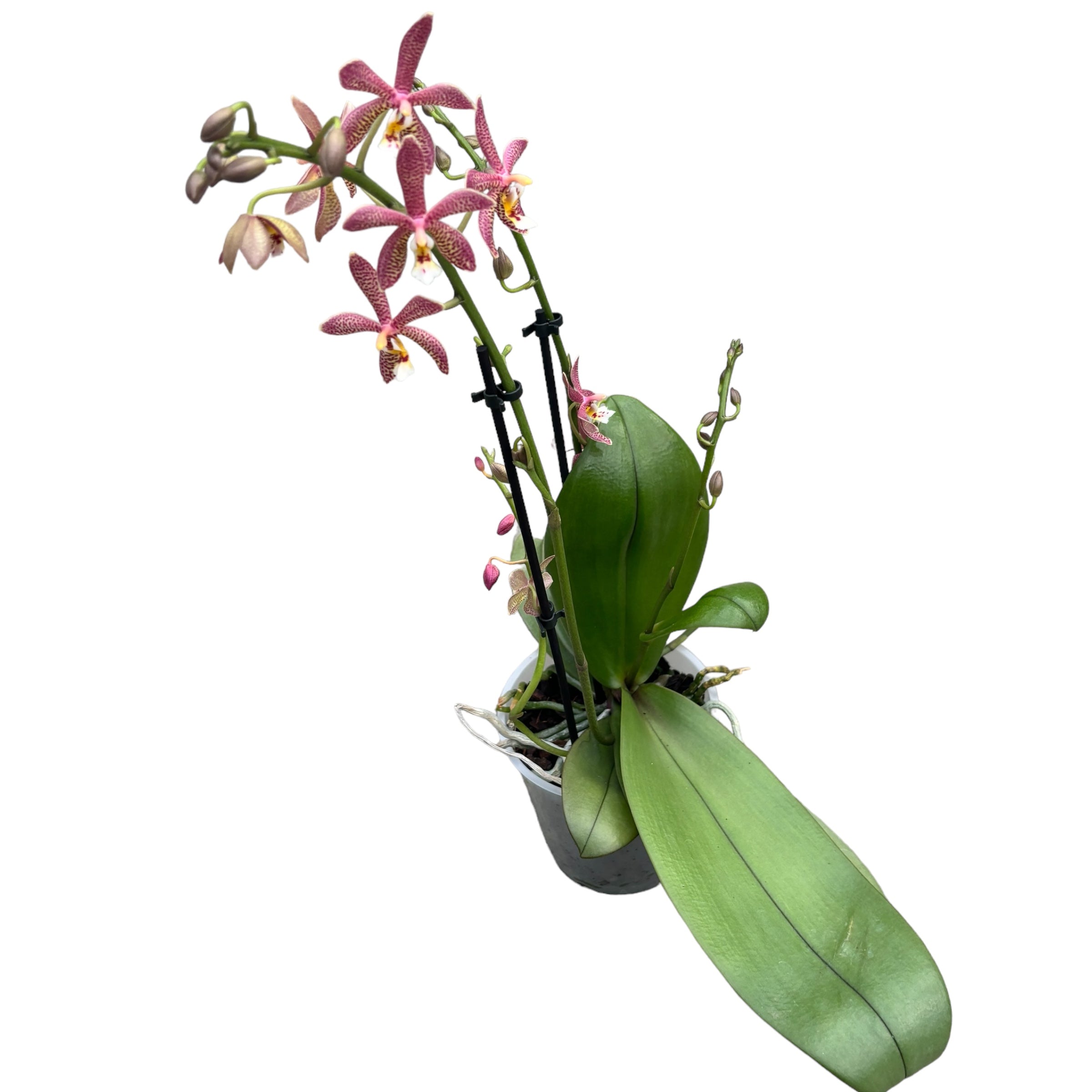 Phalaenopsis Bronze Maiden (schilleriana × mannii 'Black')