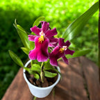 Aliceara Tahitian Dancer Pink Fairytale (parfumée)