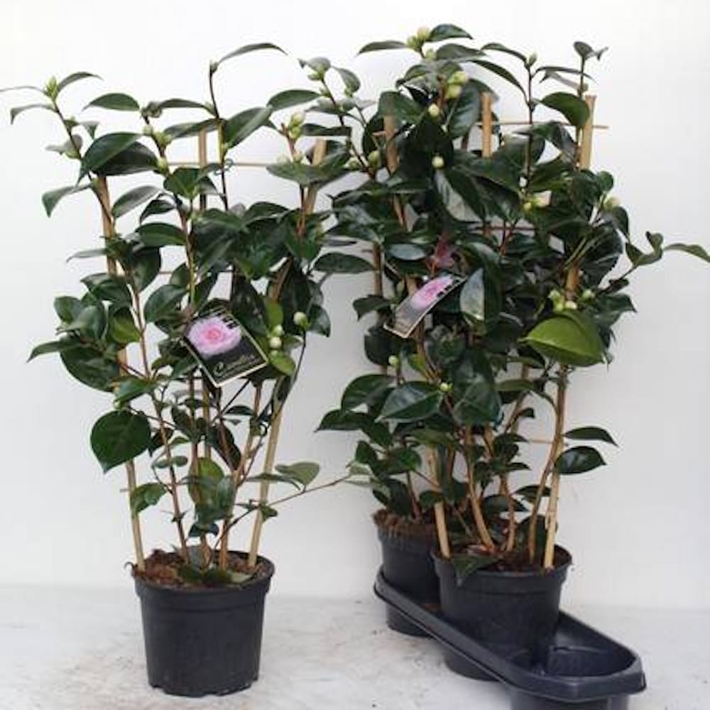 Camellia japonica 'William Bartlett' - floare dubla (rezistenta la inghet)