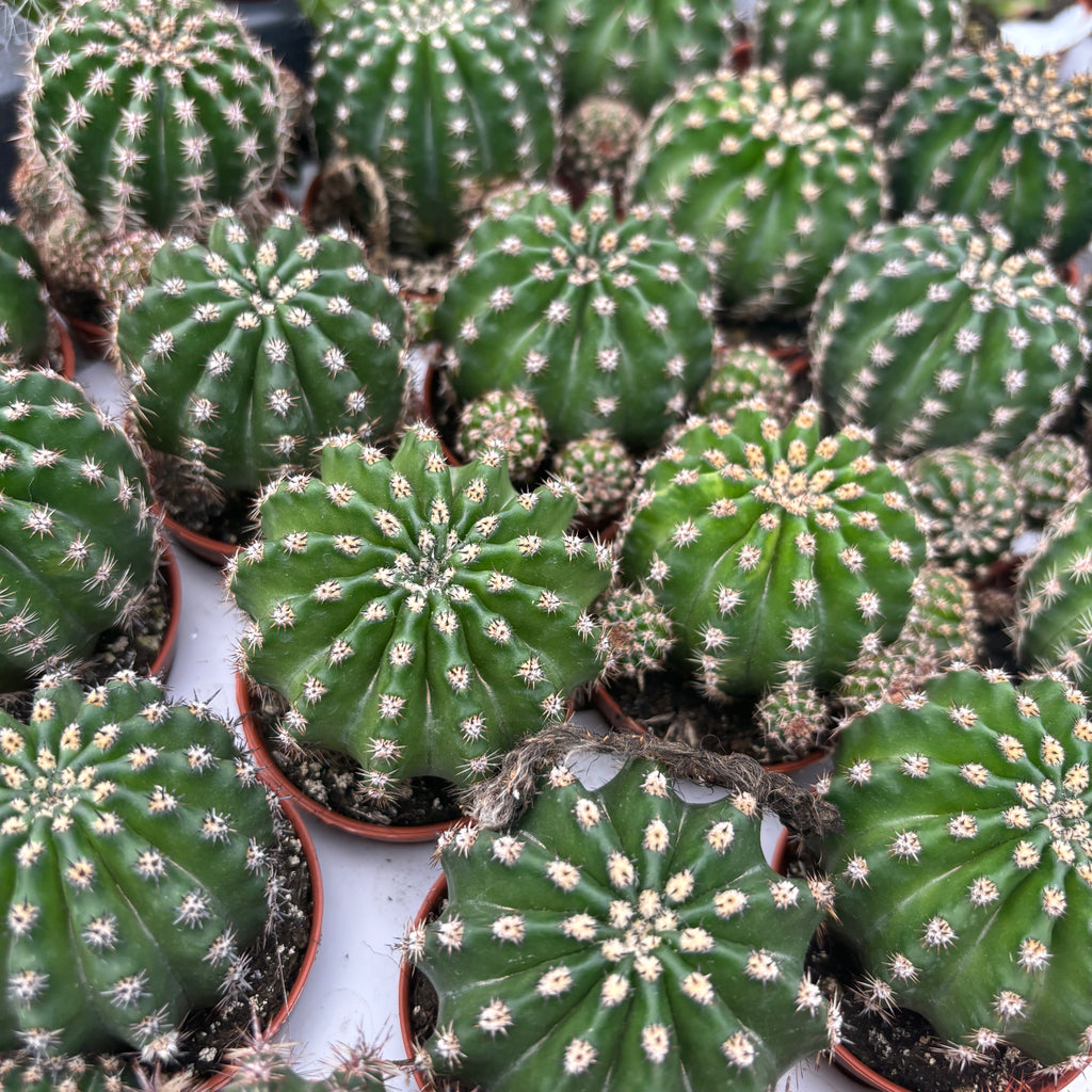 Echinopsis Eyriesii - kaktus med doftande blommor