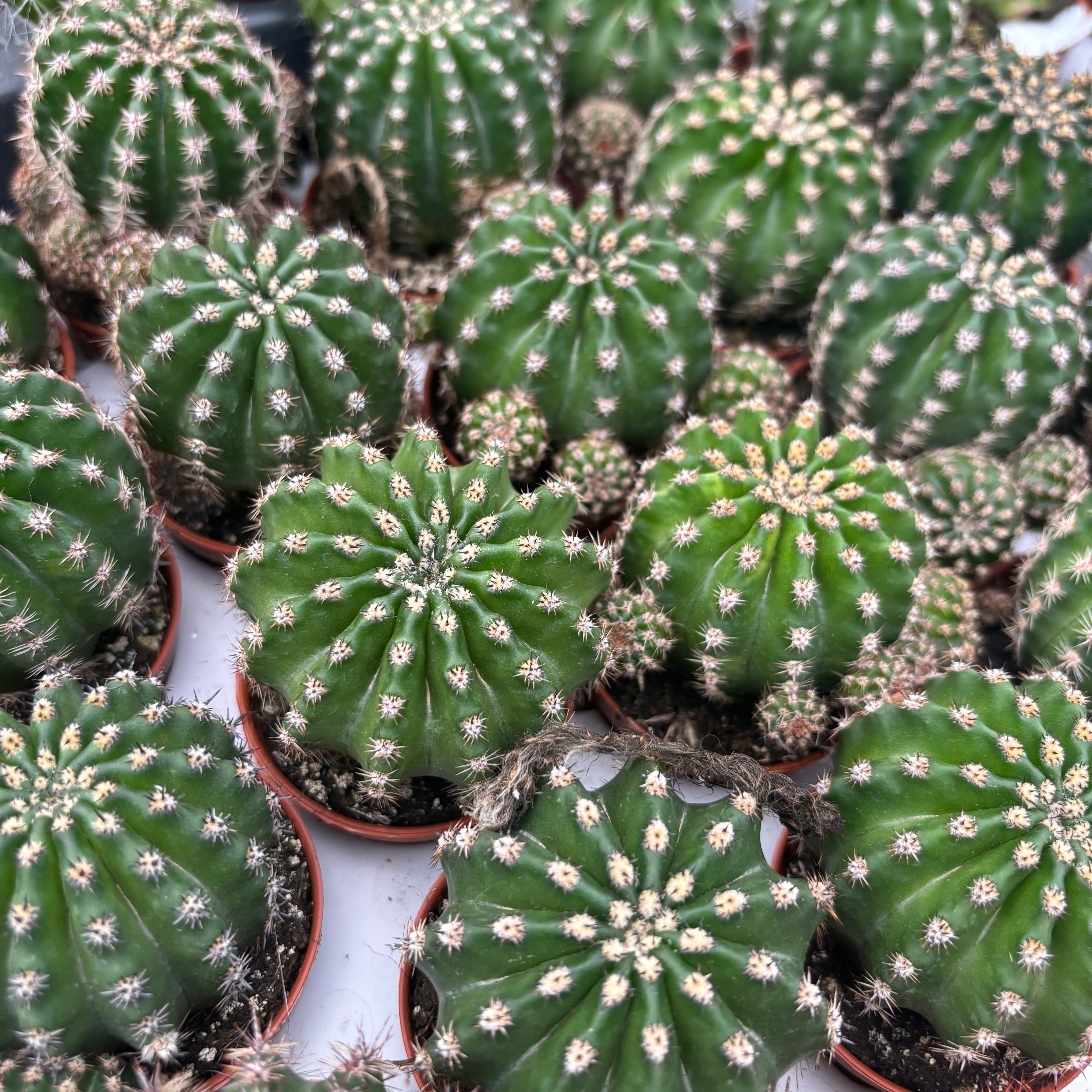 Echinopsis Eyriesii - cactus cu flori parfumate