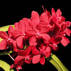 Van. Roll on Red (Van. Crownfox Red Gem × V. Peggy Foo) parfumat