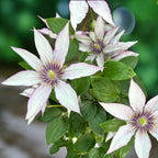 Clematite cu flori mari - Clematis 'Samaritan Jo' (Evipo018) (Late Large-flowered Group)