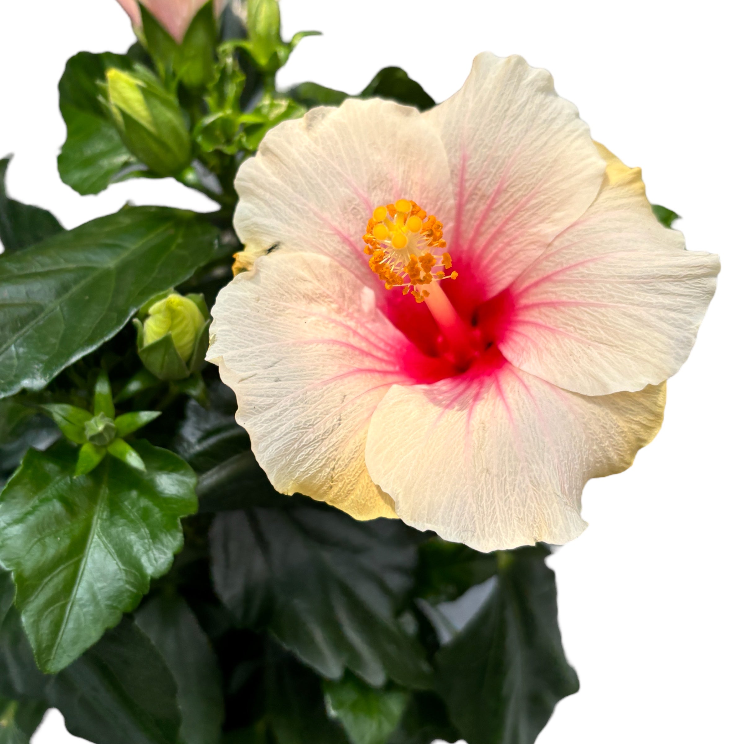 Hibiszkusz rosa-sinensis ‘Sunny St. Tropez’