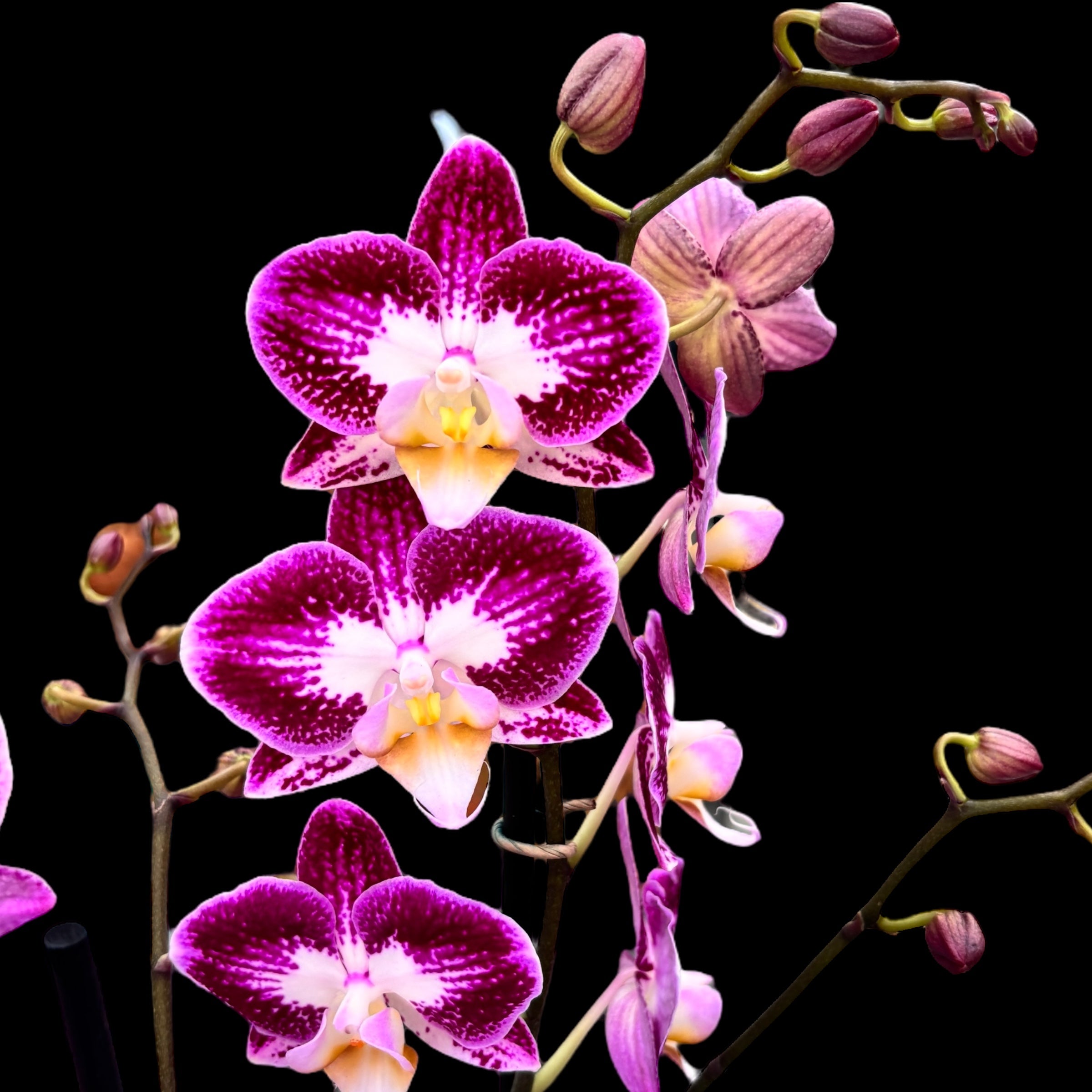 Phalaenopsis ‘Nicole Uniquole’
