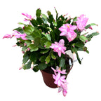 Schlumbergera ‘Pandora’ (Craciunita roz) - exemplare XXL