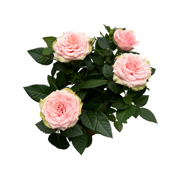 Rosa Favorite Light Pink – große blassrosa Blüten