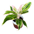 Aglaonema Siam Aurora Pink (Lipstick pink) - 2 plante/ghiveci