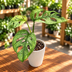 Monstera adansonii 'Mint' (Mottled variegation)