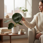 Anthurium forgetii x nigrolaminum