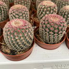 Rotstacheliger Regenbogenkaktus (Echinocereus rigidissimus var. rubispinus)