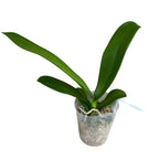 Phalaenopsis I-Hsin Camile