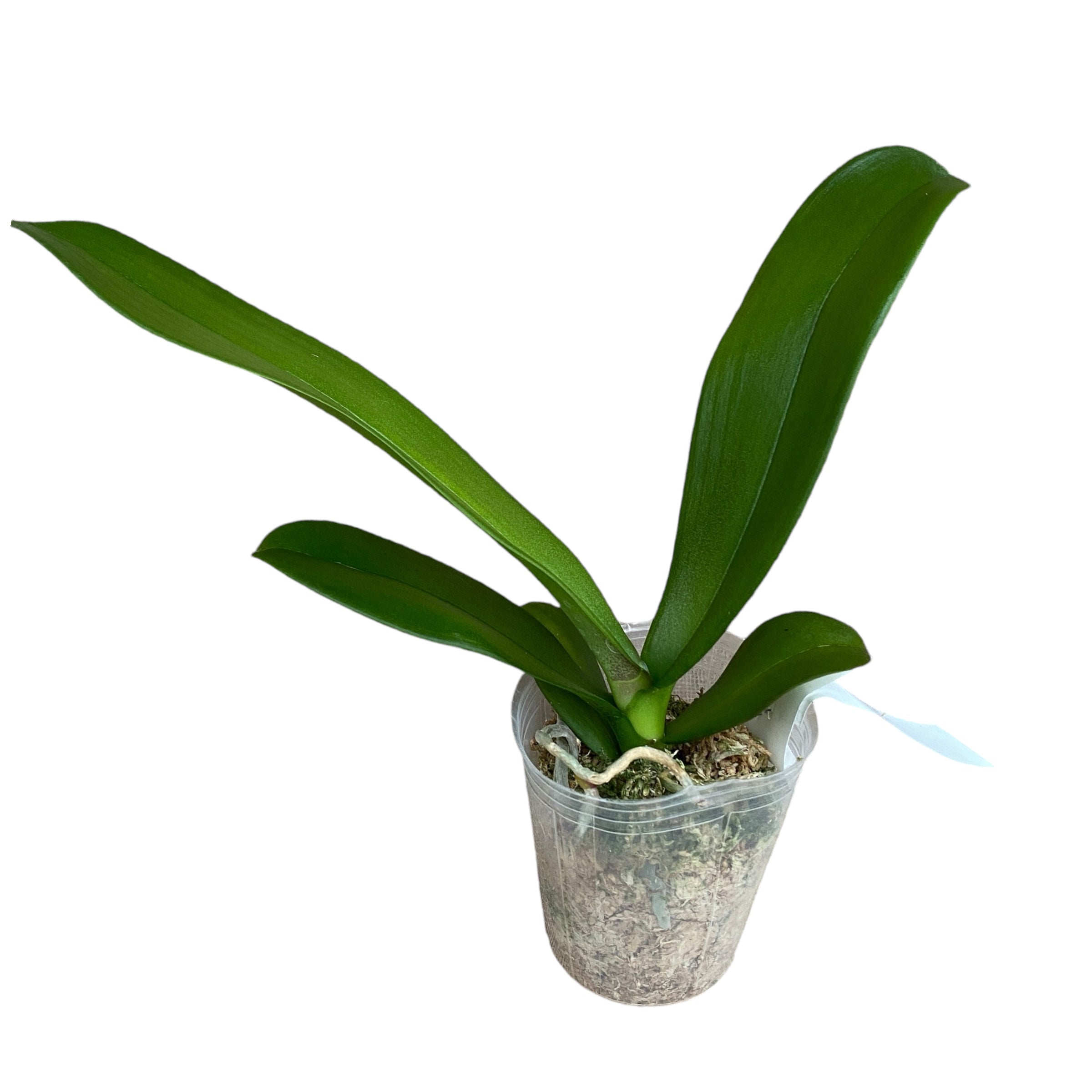 Phalaenopsis I-Hsin Camile