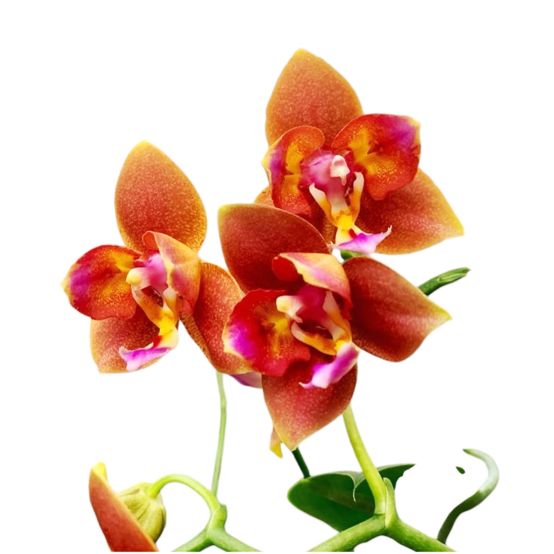 Phalaenopsis Meidarland Chambe '3253' (pélorique) *parfumée