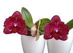Phalaenopsis I-Hsin Cherry Bomb '228' (peloric - butterfly)