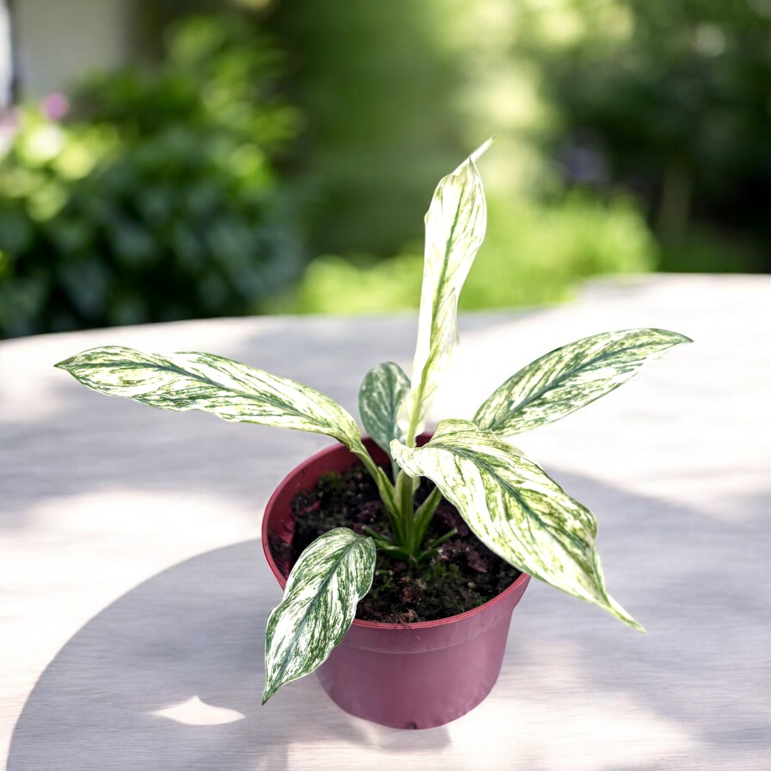 Spathiphyllum Sensation Variegata - crinul pacii variegat, planta de colectie
