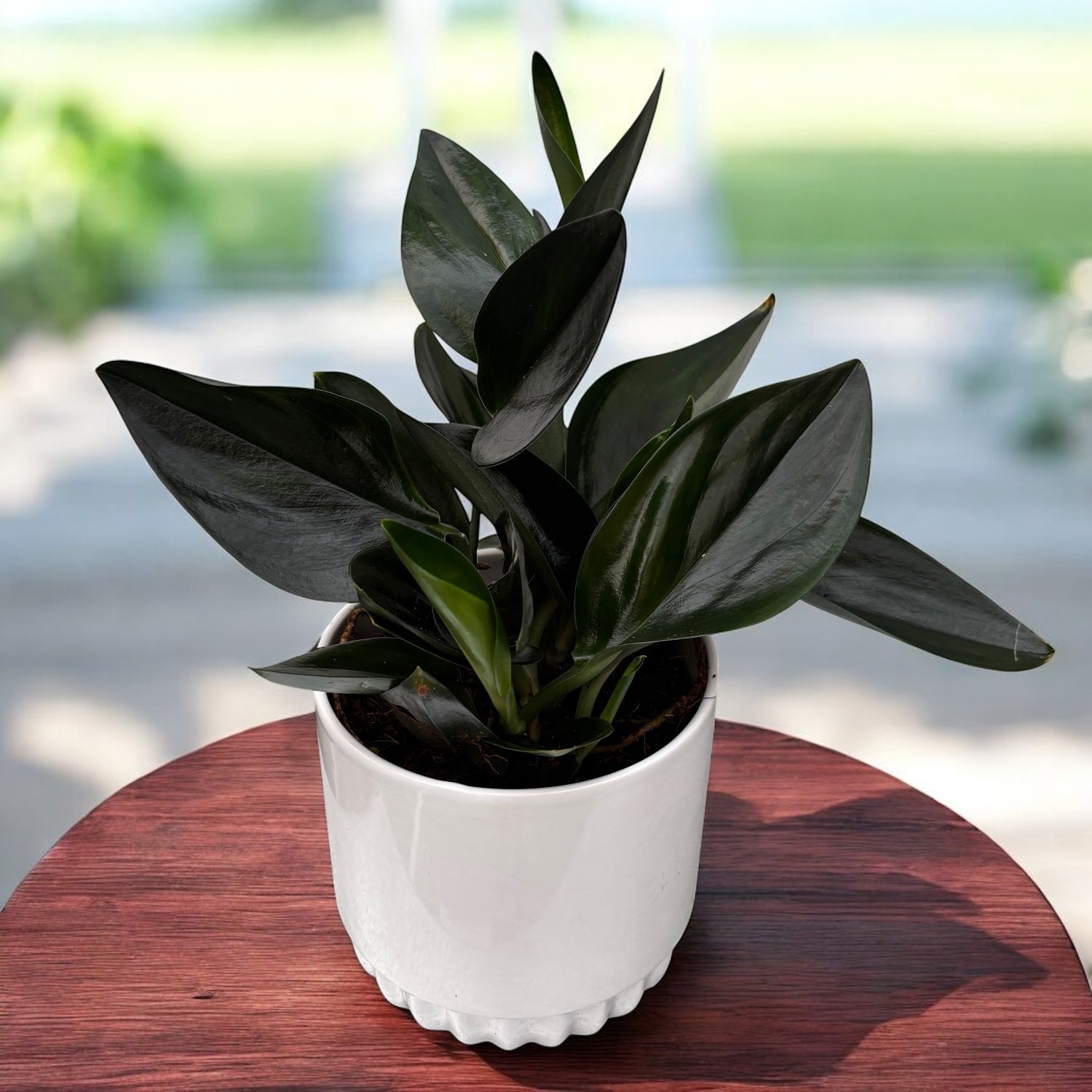 Scindapsus treubii 'Dark Form' (Scindapsus 'Dark Moonlight') - 2 plante/ ghiveci