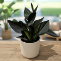 Scindapsus treubii 'Dark Form' (Scindapsus 'Dark Moonlight')