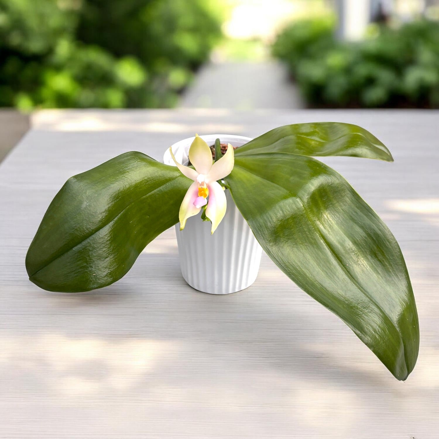 Phalaenopsis bellina var. pink 'Fire' - intensivt doftande blommor