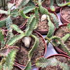 Euphorbia stellata (caudex) D9