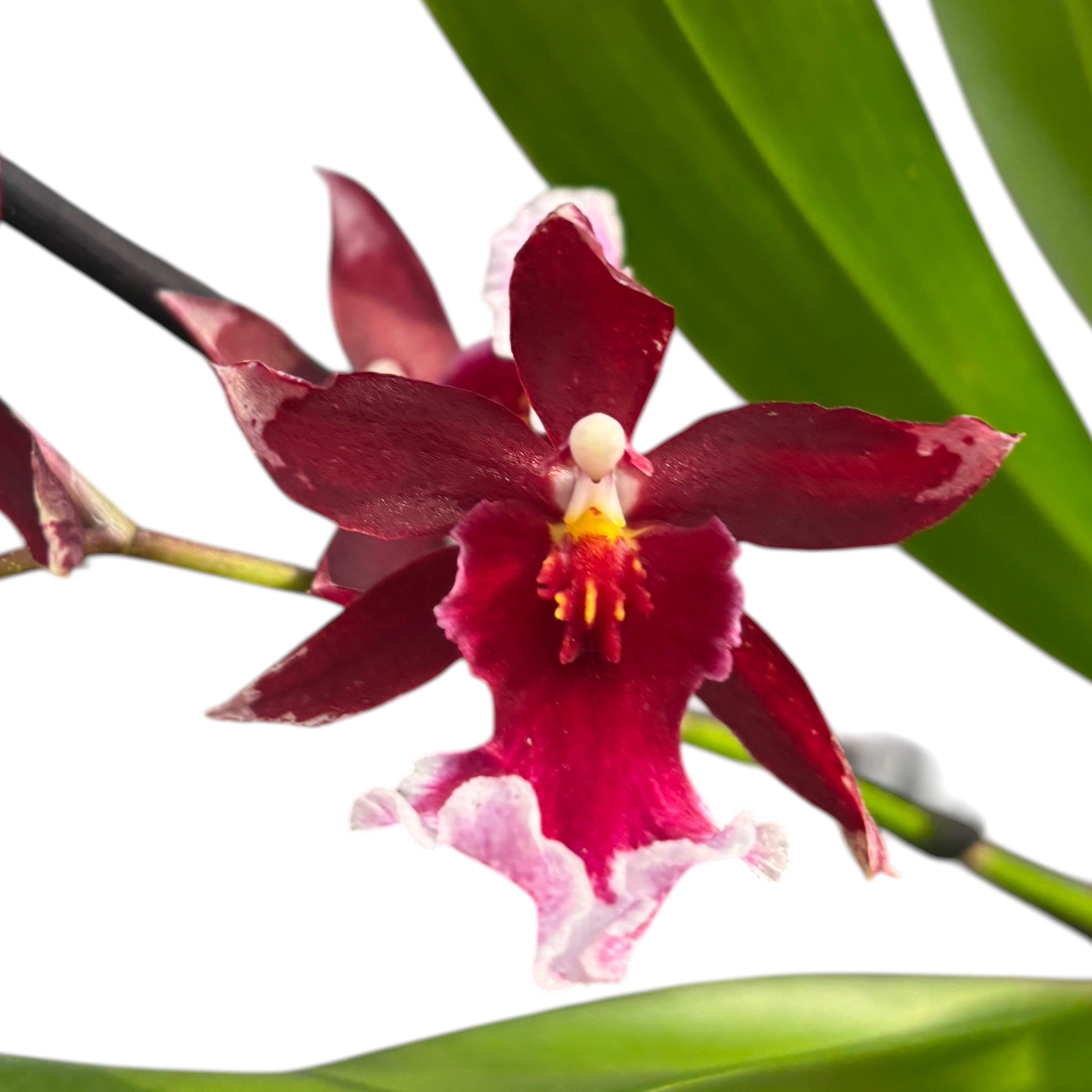 Burrageara Lazio -  parfumata