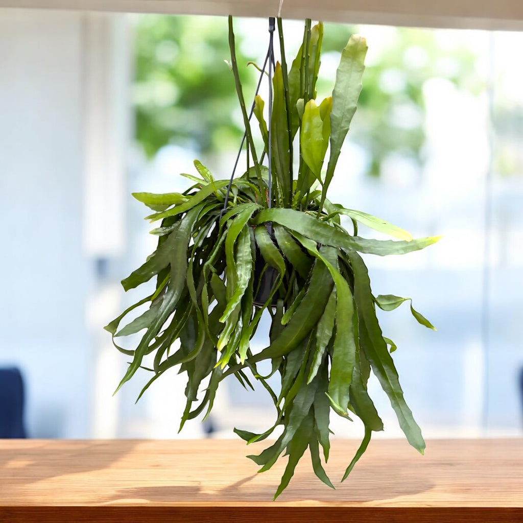 Disocactus quetzaltecus – cactus epifit exotic, cu tulpini plate si inflorire spectaculoasa