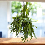 Disocactus quetzaltecus – cactus epifit exotic, cu tulpini plate si inflorire spectaculoasa