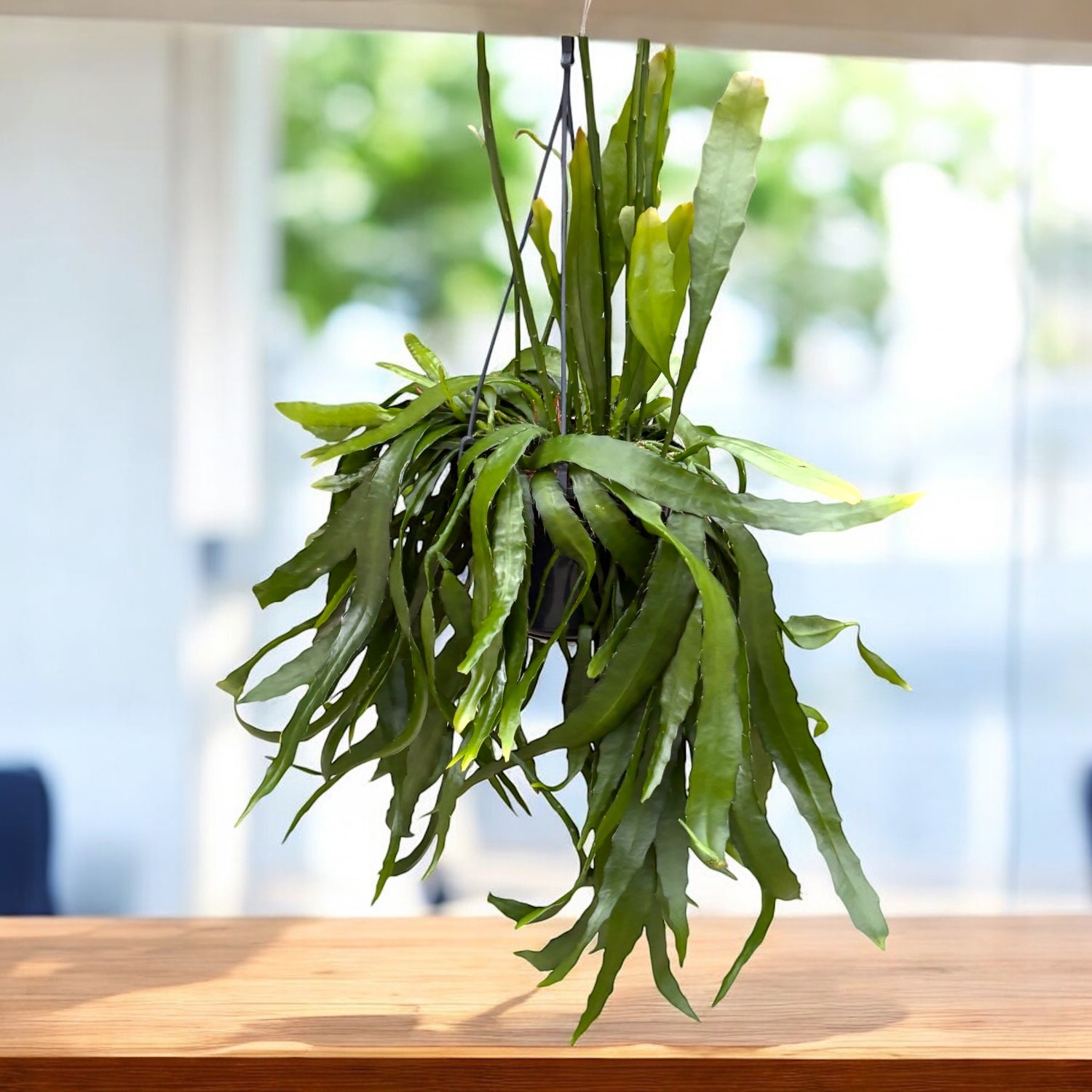 Disocactus quetzaltecus – cactus epifit exotic, cu tulpini plate si inflorire spectaculoasa