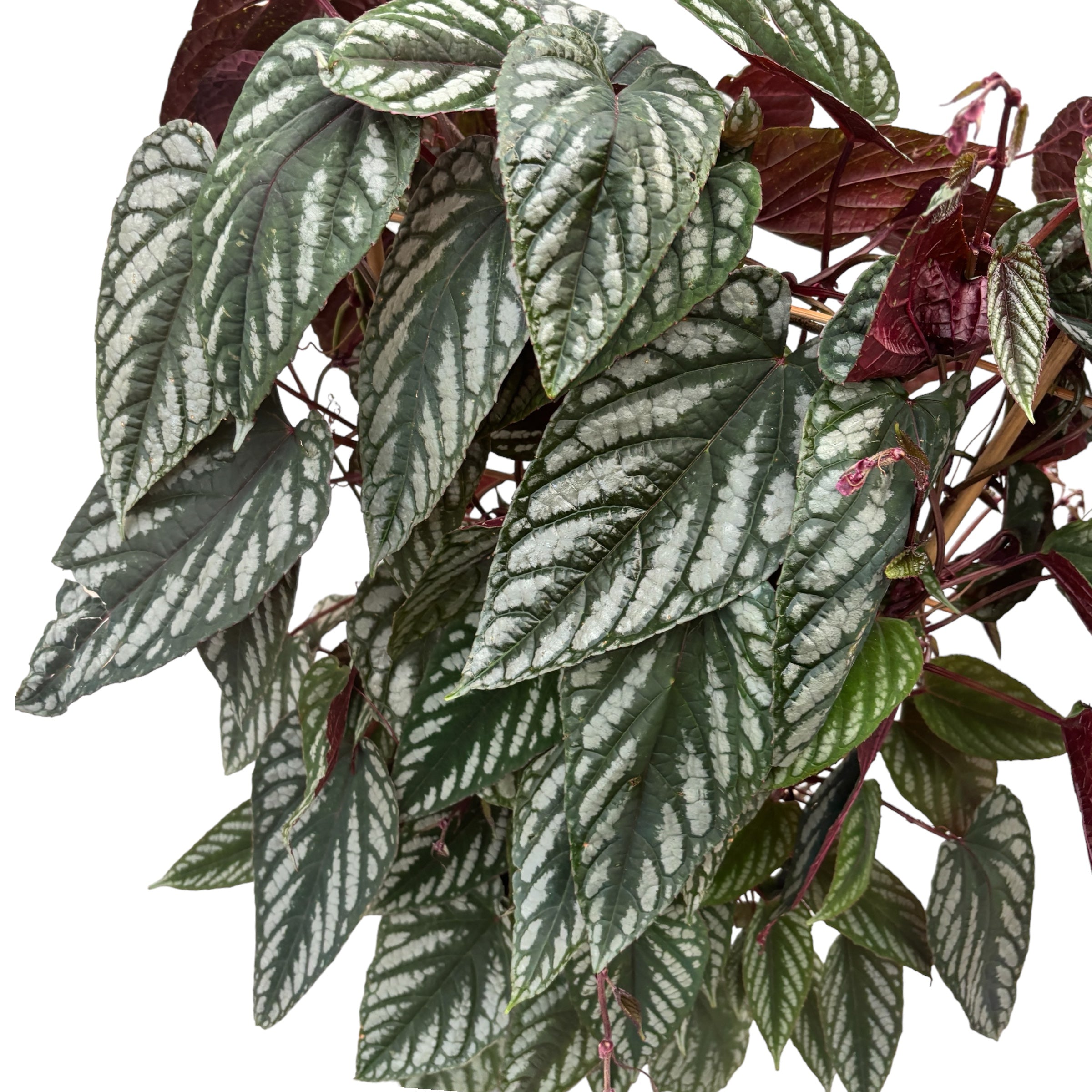 Cissus discolor - exemplare XL 2pp