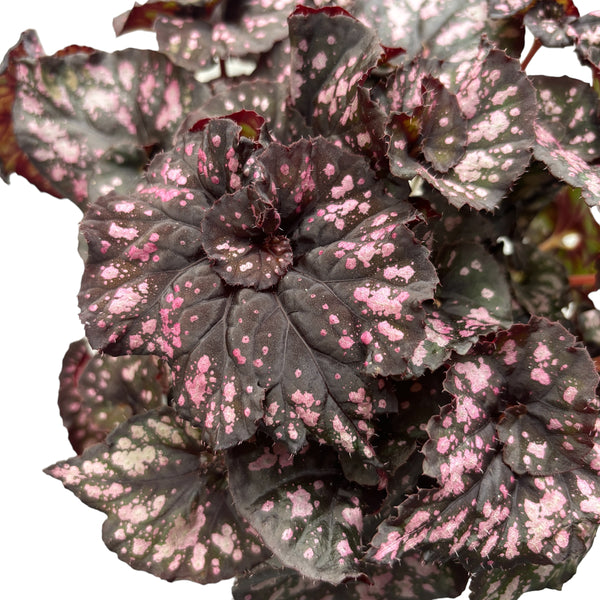 Begonia Magic Colors 'Cumbia'