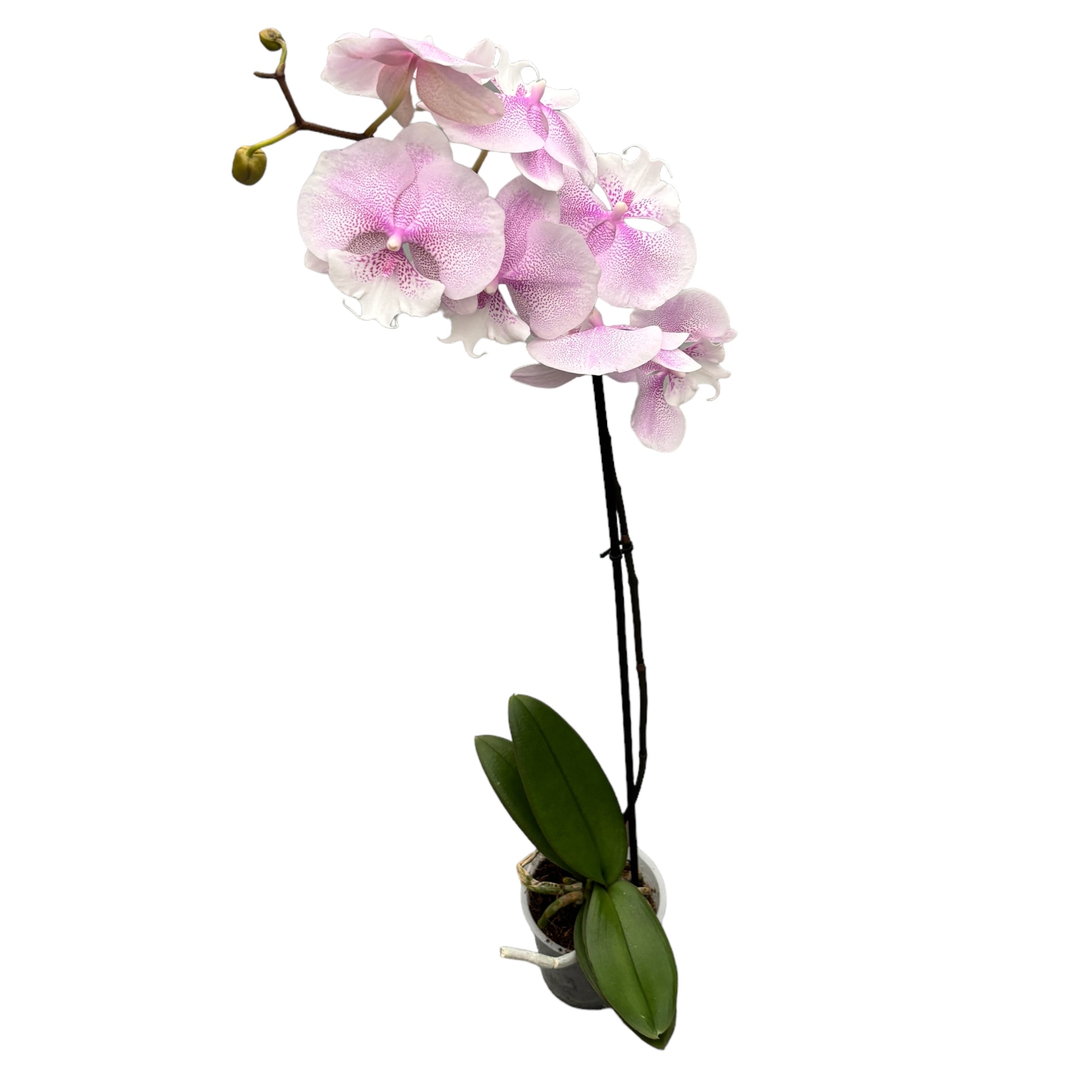 Phalaenopsis Queen Kiss grande lèvre