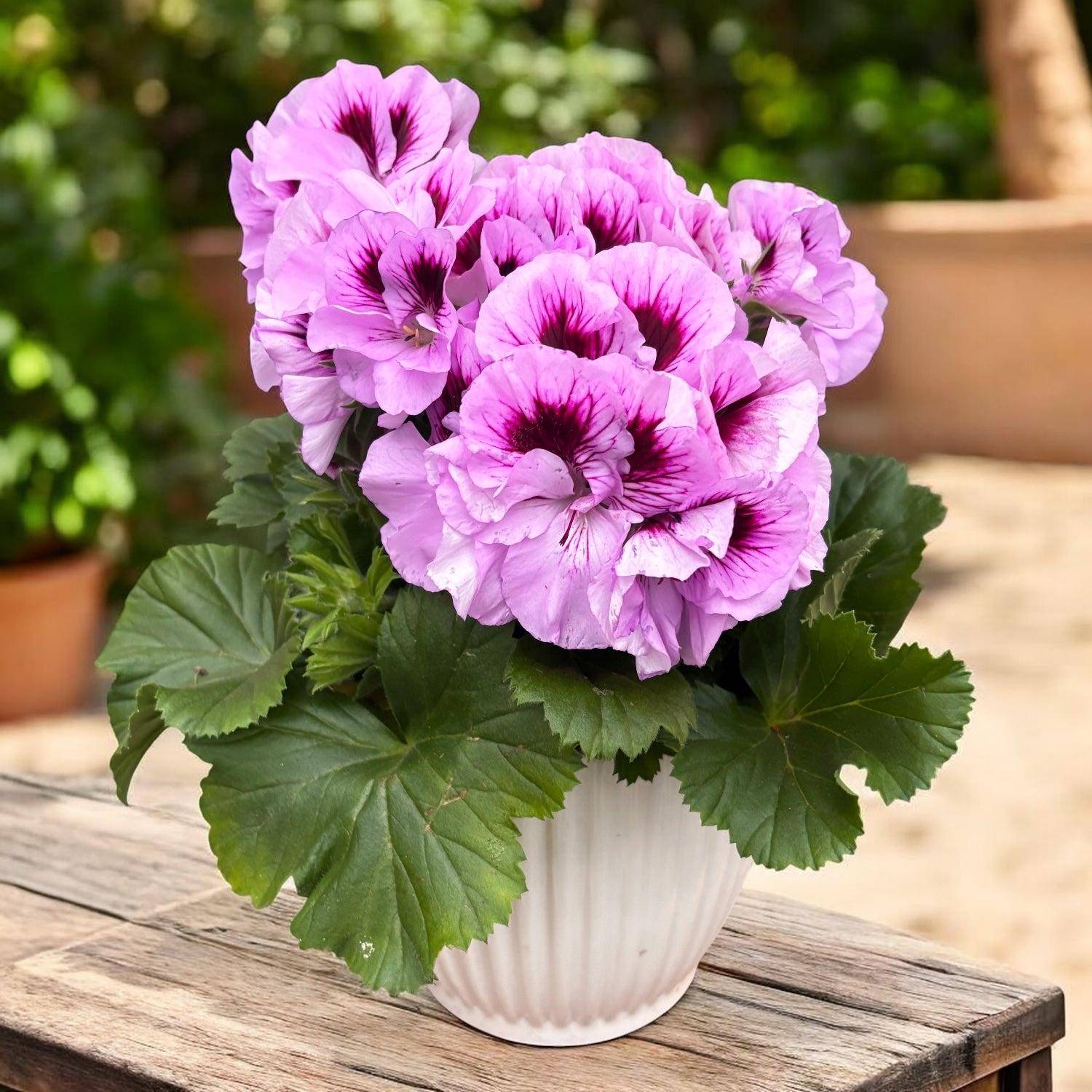 Pelargonium Grandiflorum 'Cynthia' (angol muskátli)